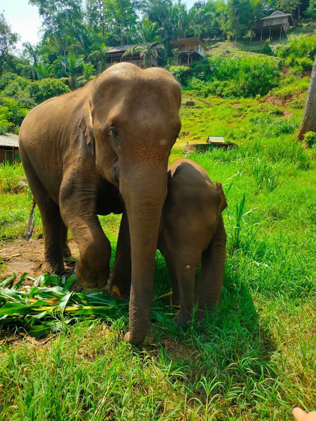 RanTong Elephant Sanctuary 