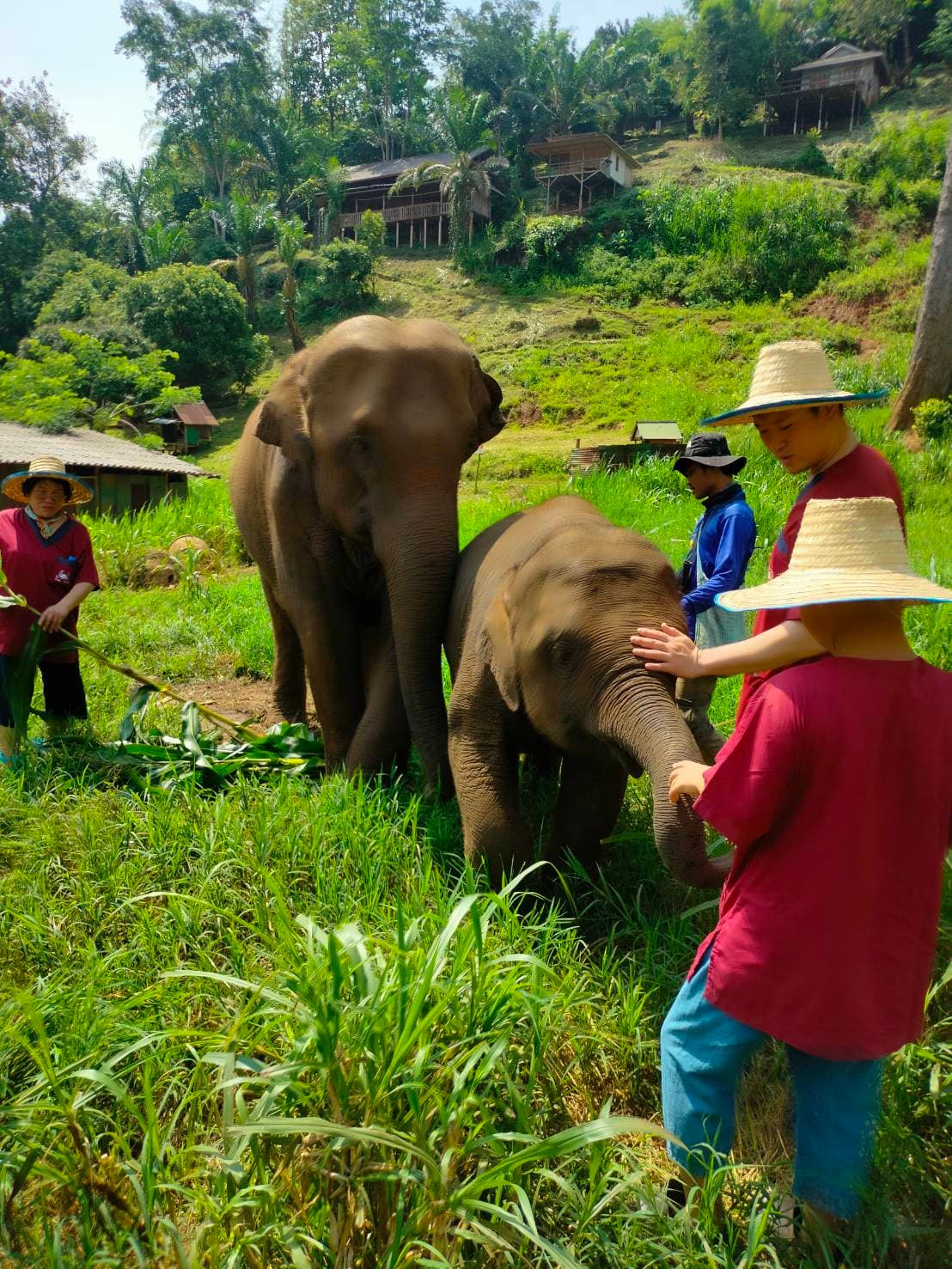 RanTong Elephant Sanctuary 