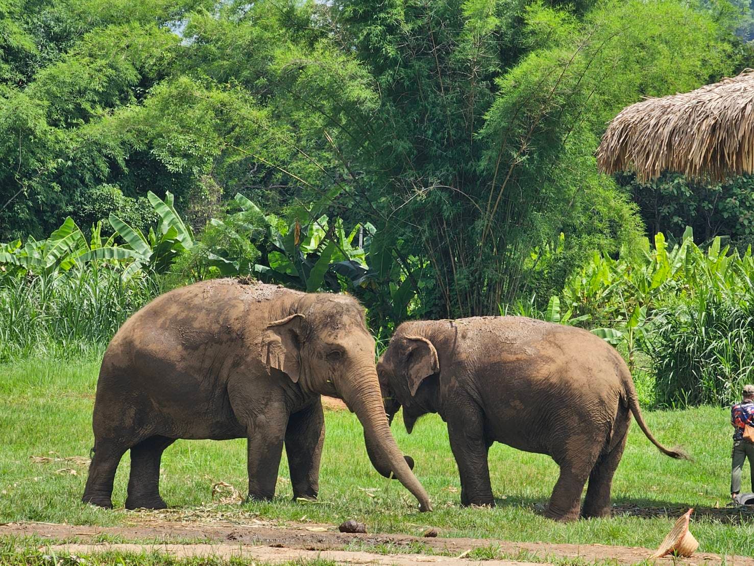 RanTong Elephant Sanctuary 