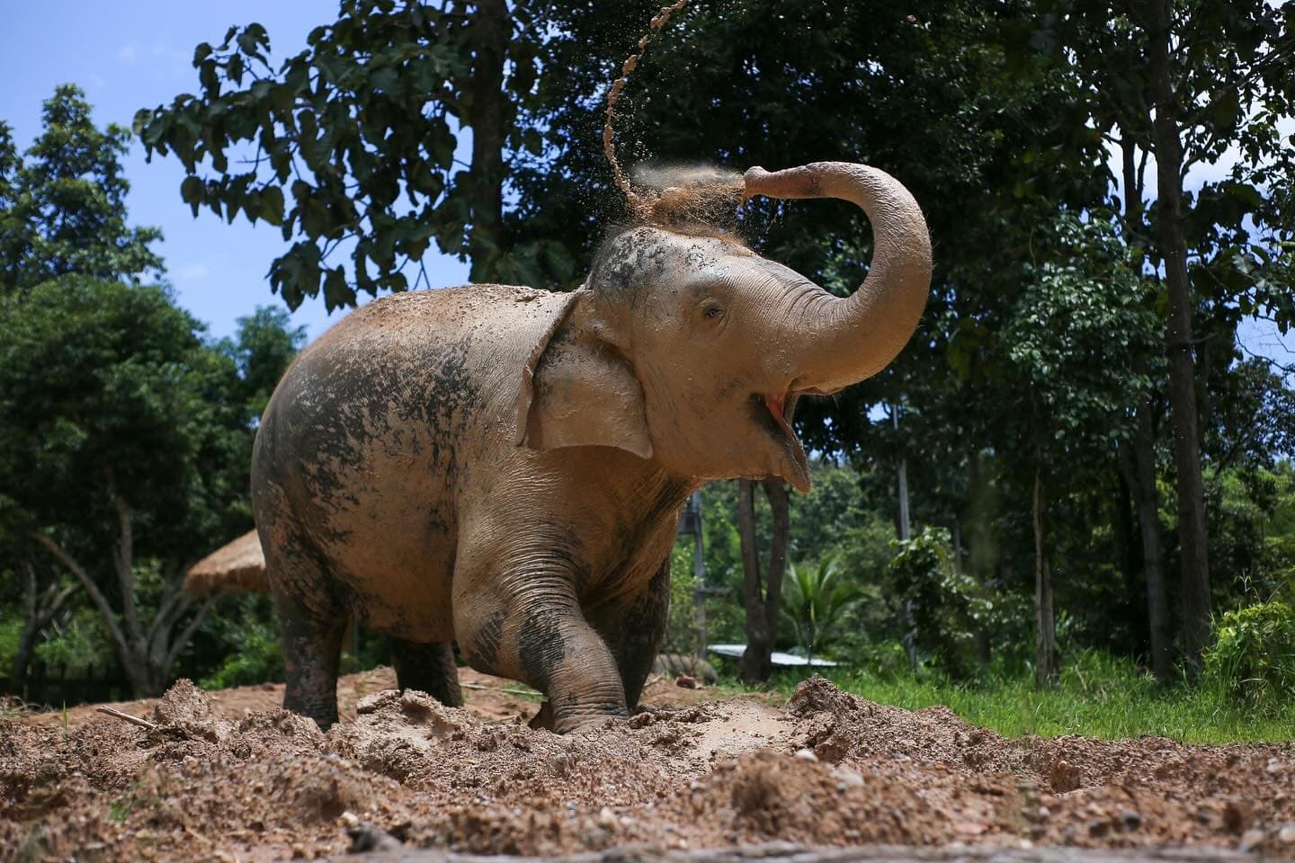 Maerim Elephant Sanctuary - Halfday visit