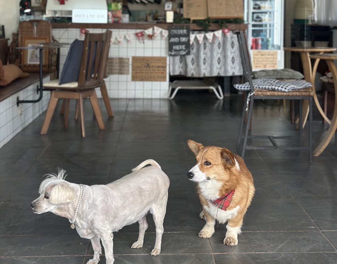 Chiang Mai | Scenic Mon Jam Hill & Cozy Elely Café Half-Day Tour