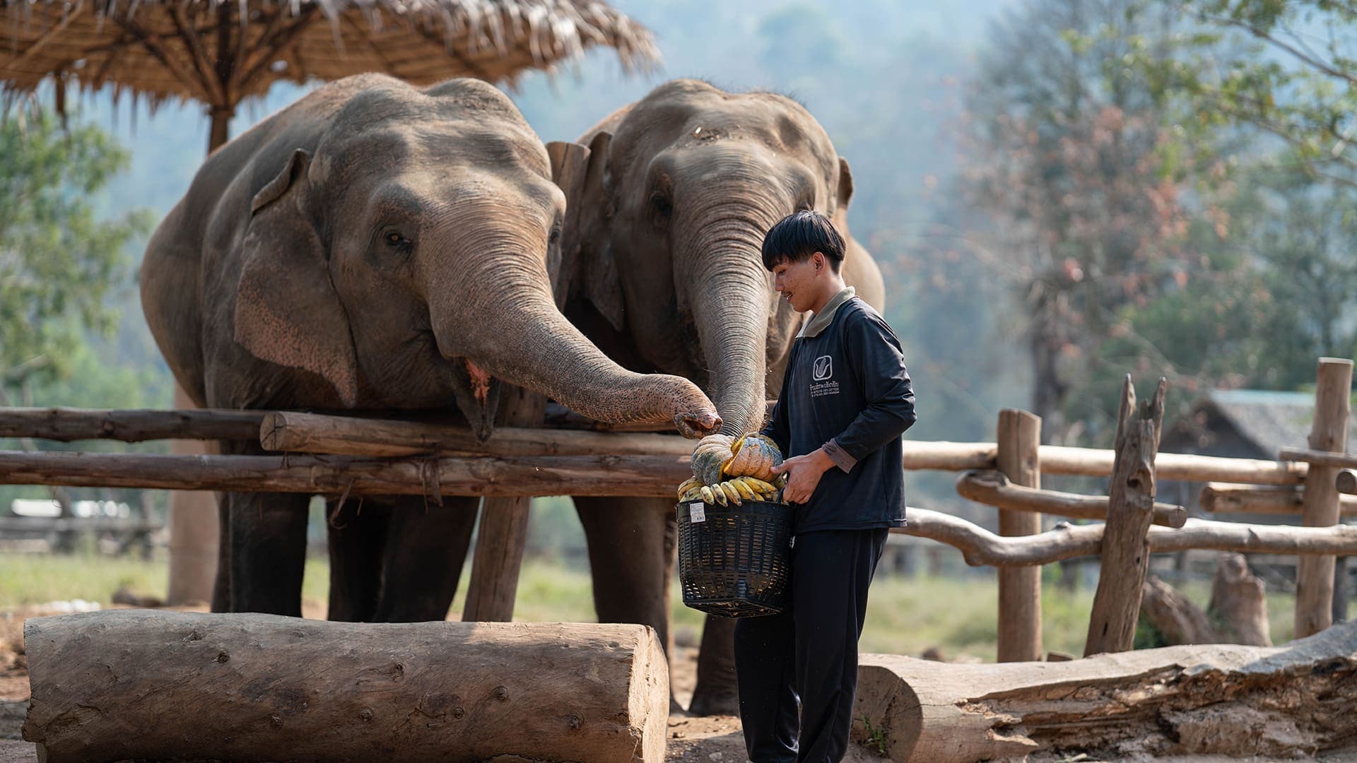 Walking with Giants Half Day at New Elephant Home