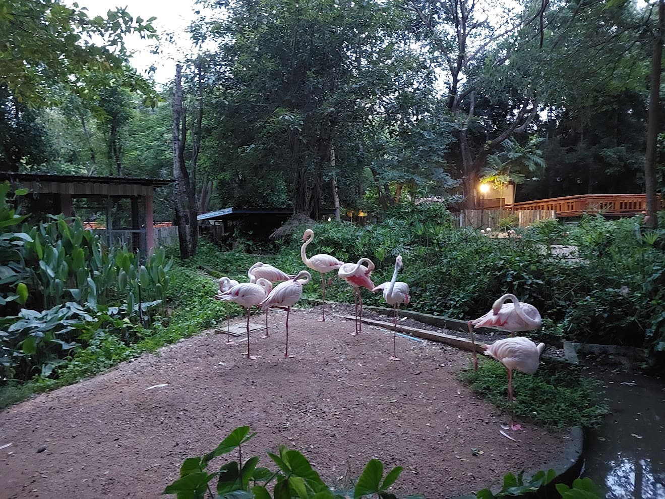 ChiangMai Night Safari