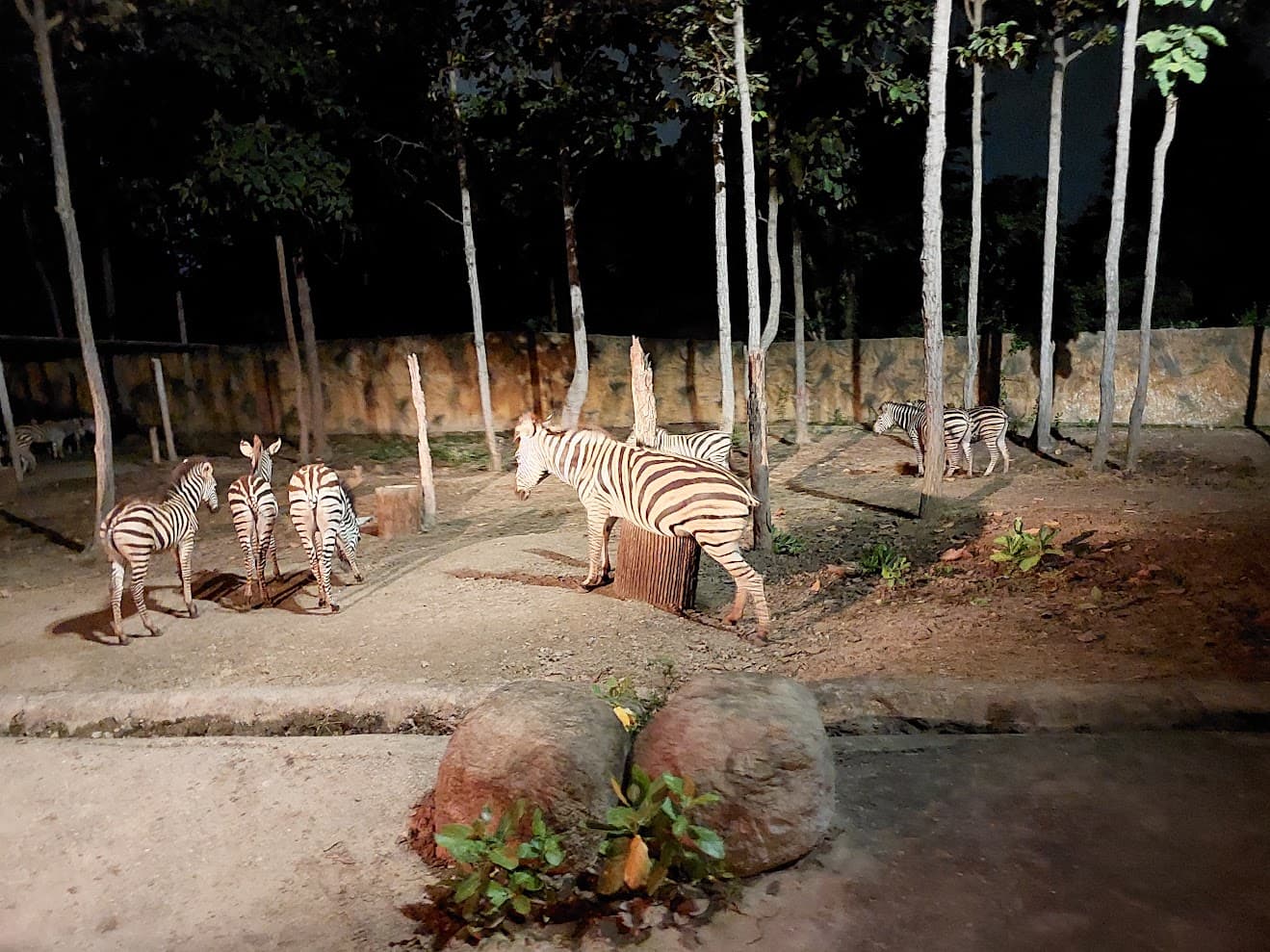 ChiangMai Night Safari
