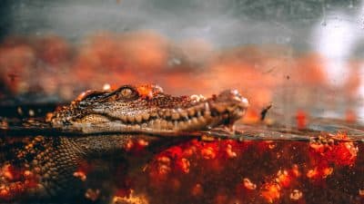 ChiangMai Night Safari