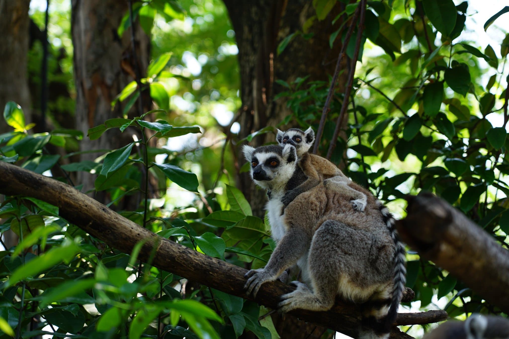 ChiangMai Night Safari