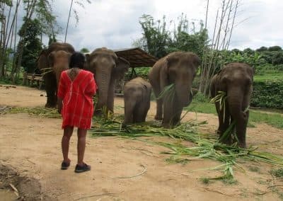 Day Trip : Sticky waterfall, White water rafting and Elephant care