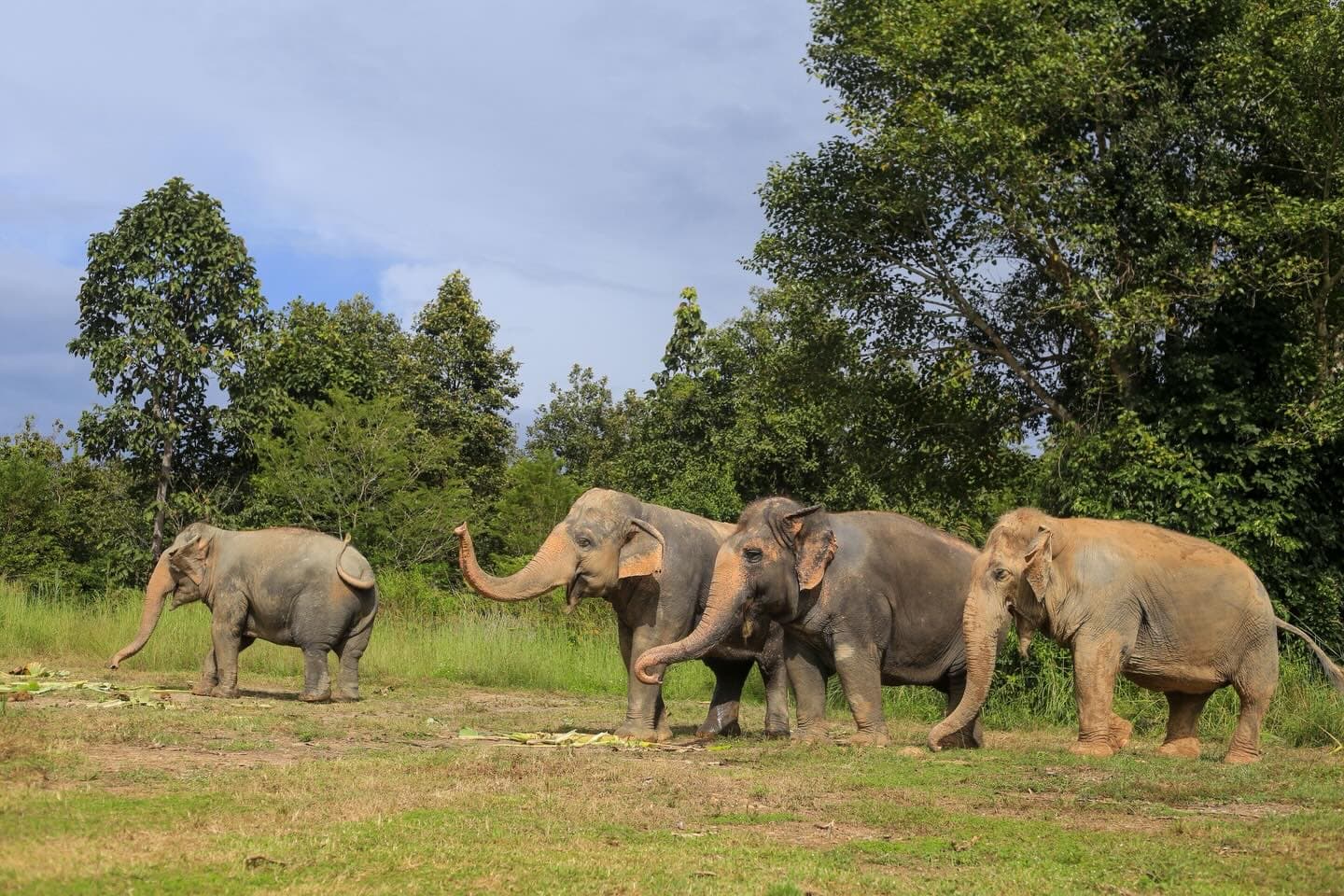 Maerim Elephant Sanctuary - Halfday visit