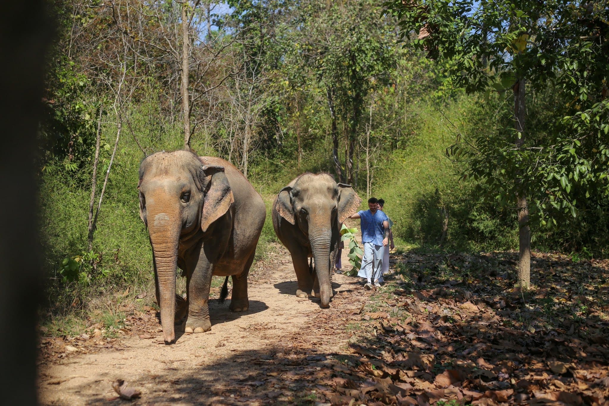 Maerim Elephant Sanctuary - Halfday visit