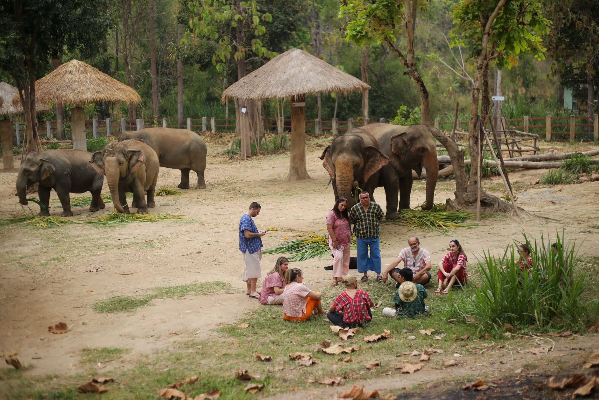 Maerim Elephant Sanctuary - Halfday visit
