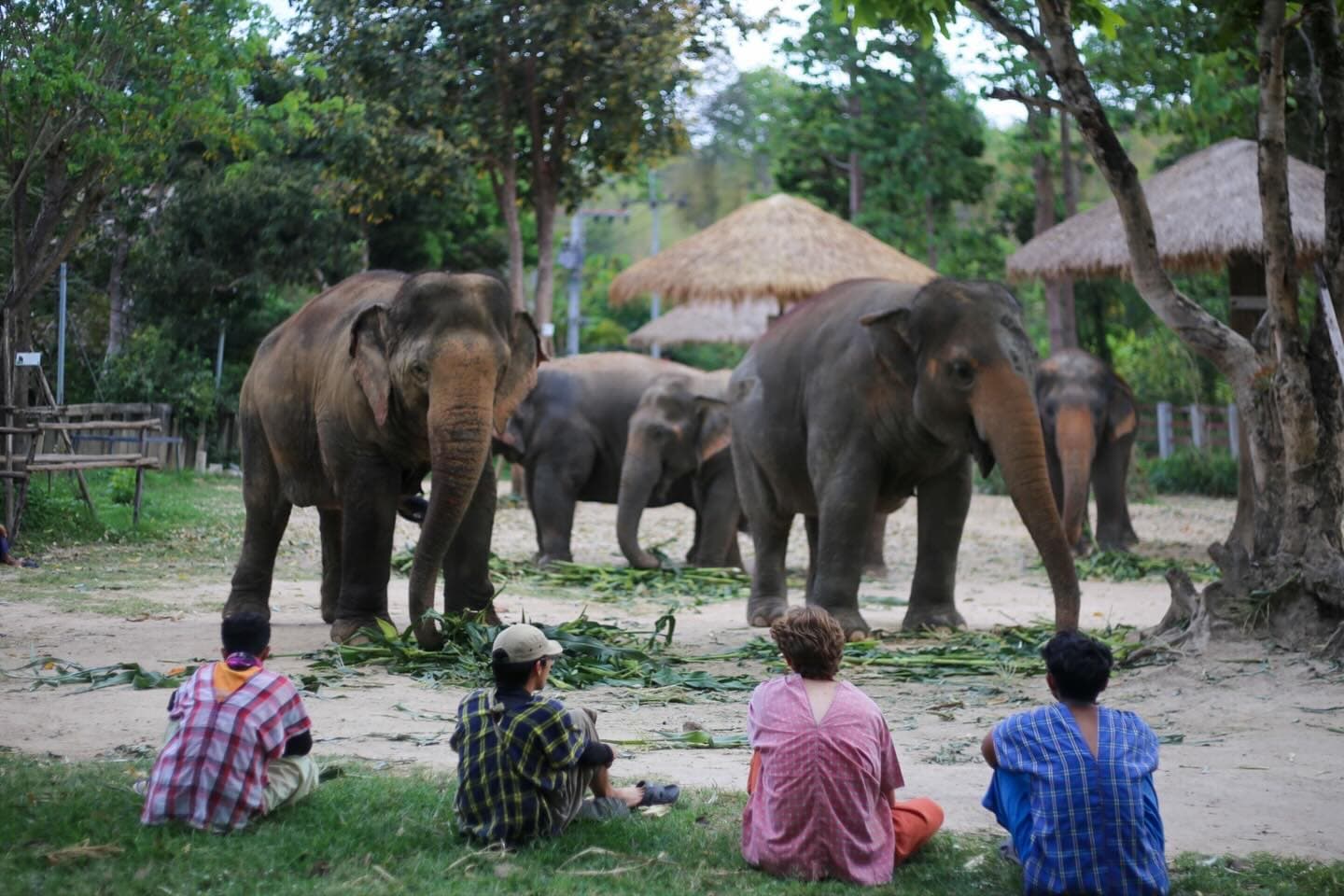 Maerim Elephant Sanctuary - Halfday visit
