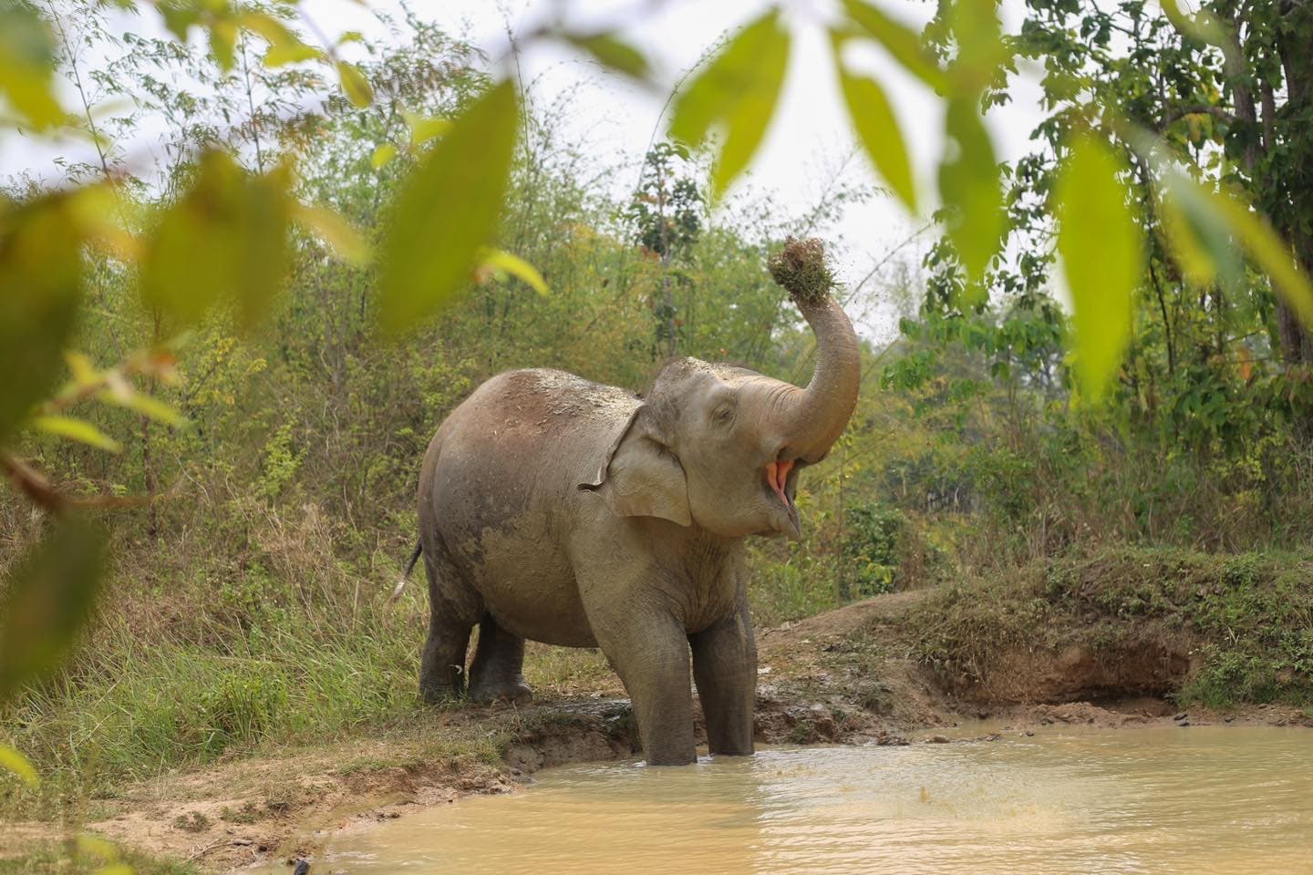 Maerim Elephant Sanctuary - Halfday visit
